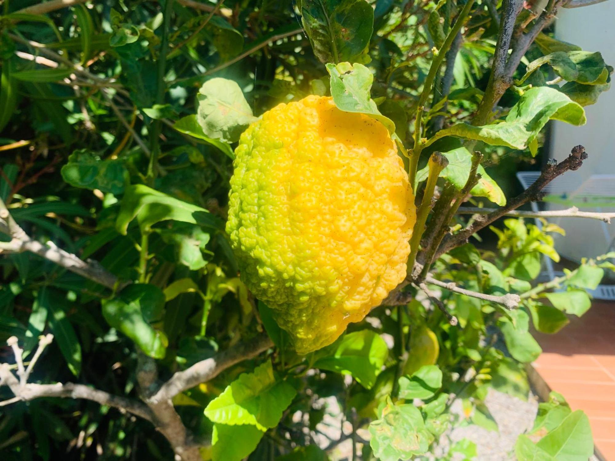 Case Dei Limoni Sul Mare Capoliveri  Zewnętrze zdjęcie